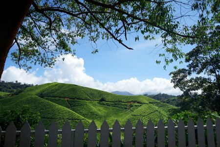 Tea cameron highland malaysia photo