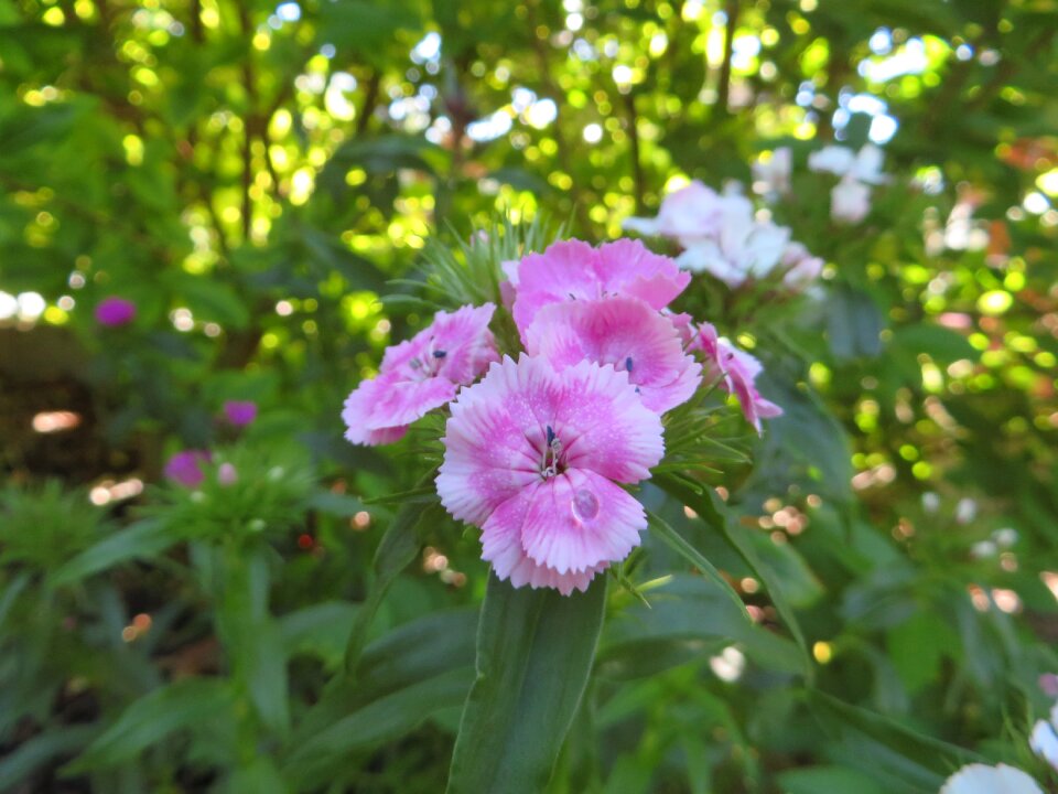 Plant beautiful flower garden