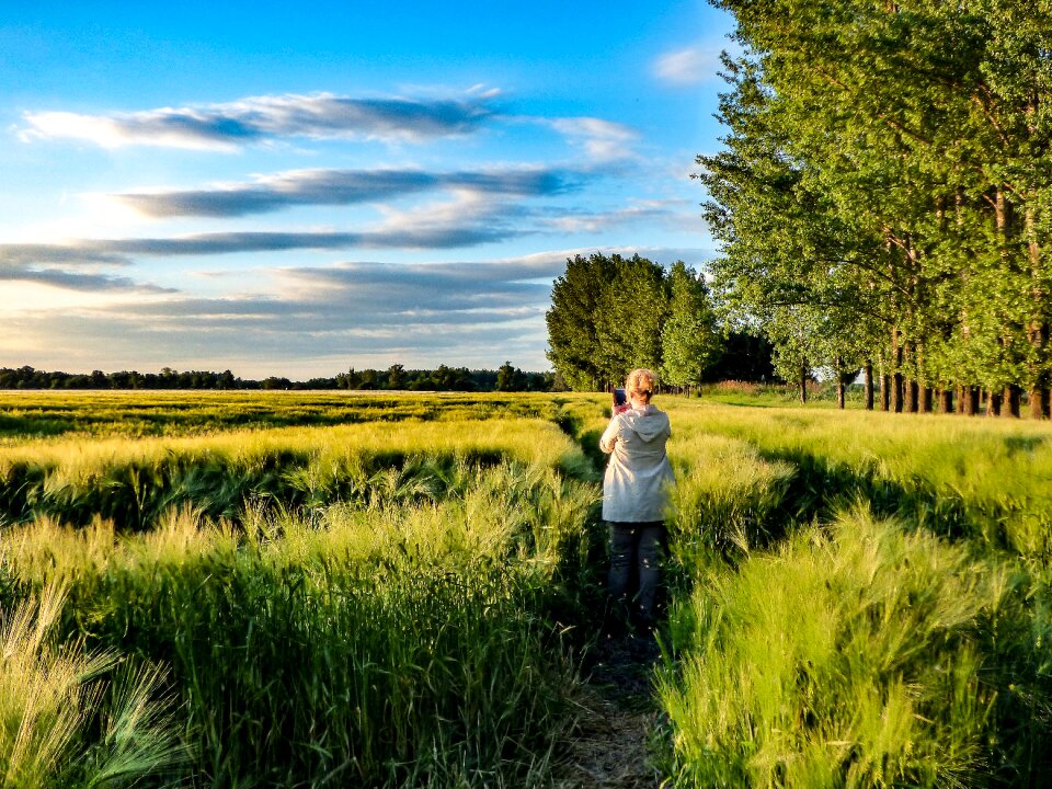 Plains cornfield landscape