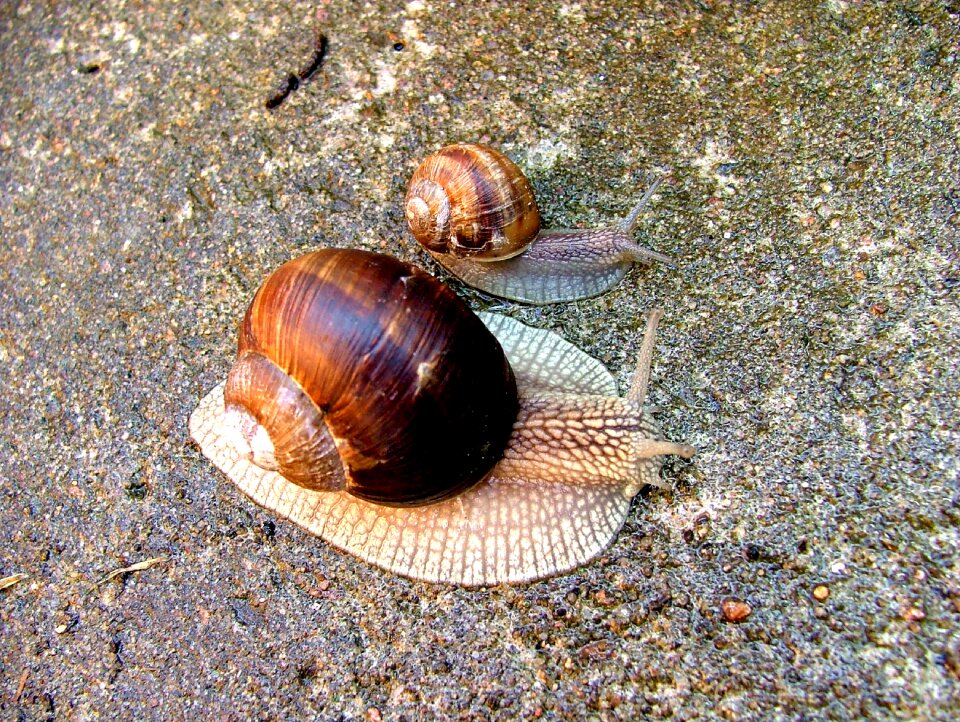 Nature animal snail shell