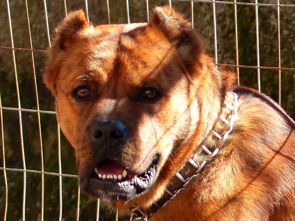 Boxer belgian shepherd