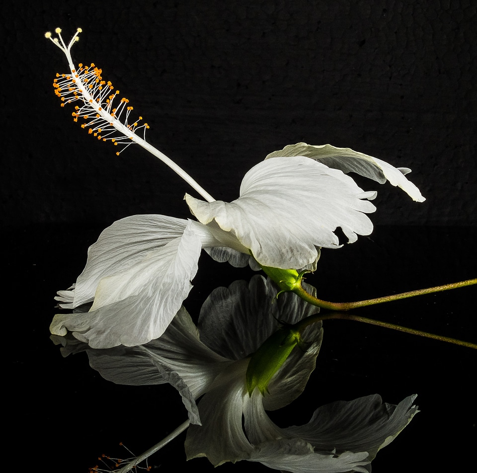 Flower white marshmallow