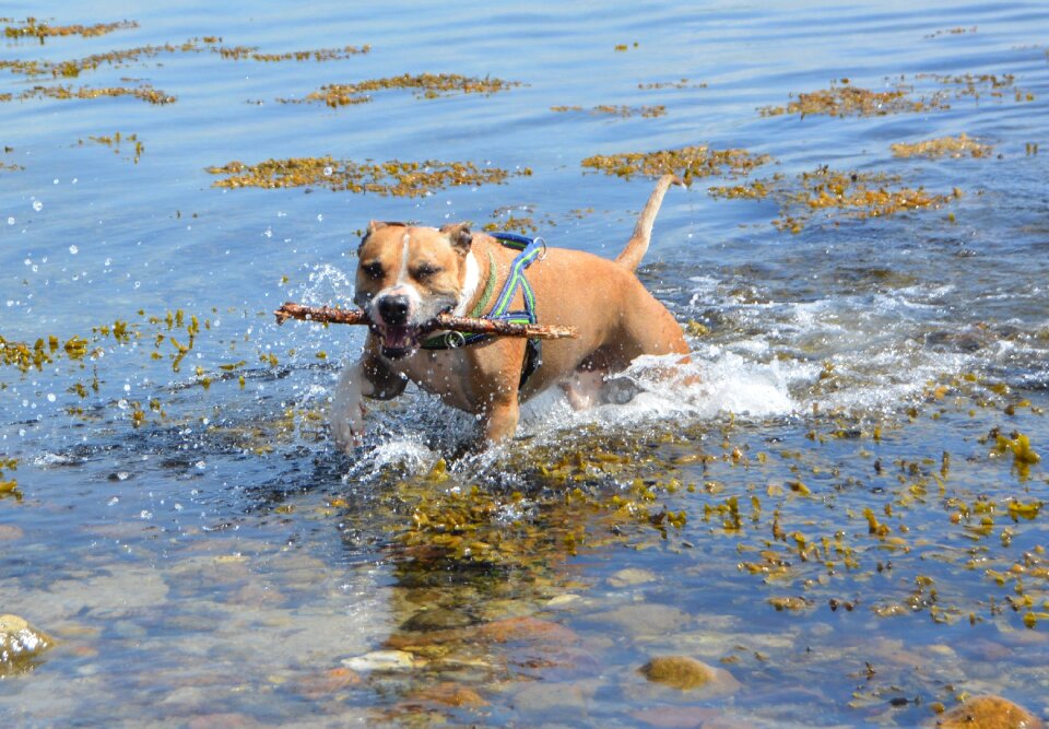 American staffordshire water baltic sea