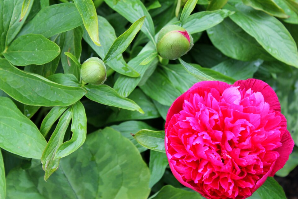 Floral nature blossom