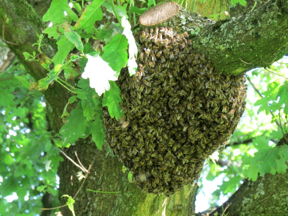 Insect nature summer