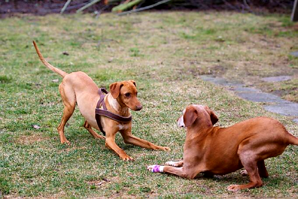 Dog play Free photos