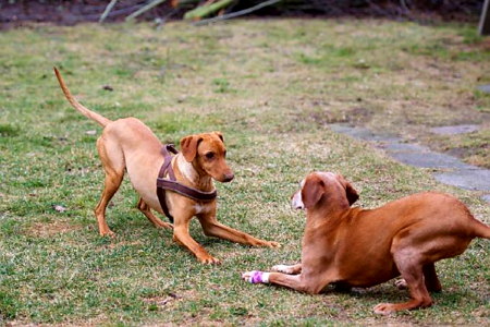 Dog play Free photos