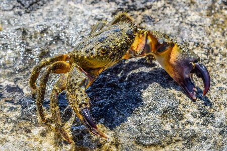 Marine nature fighter