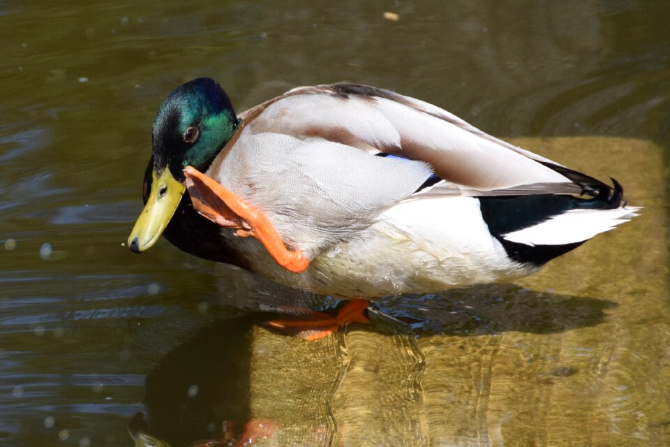 Colorful duck on vacation