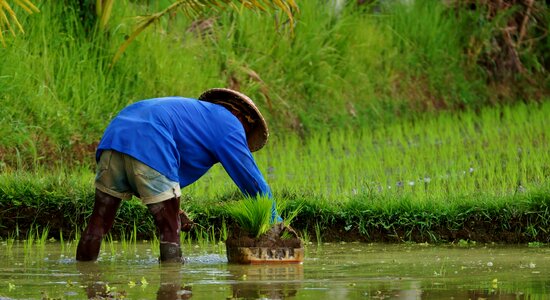 Plantation rice bali