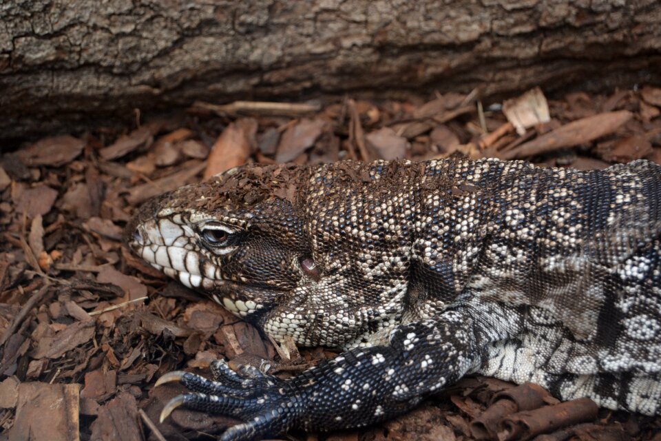 Reptile animal insect eater