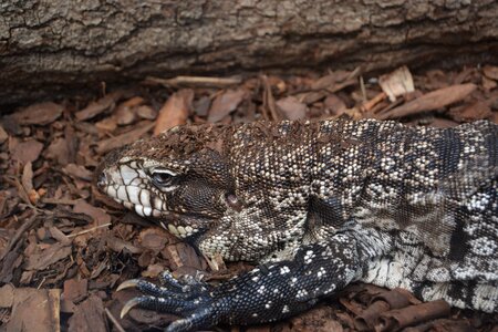 Reptile animal insect eater