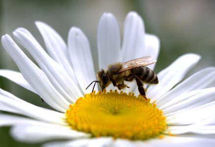 Work insecta nature