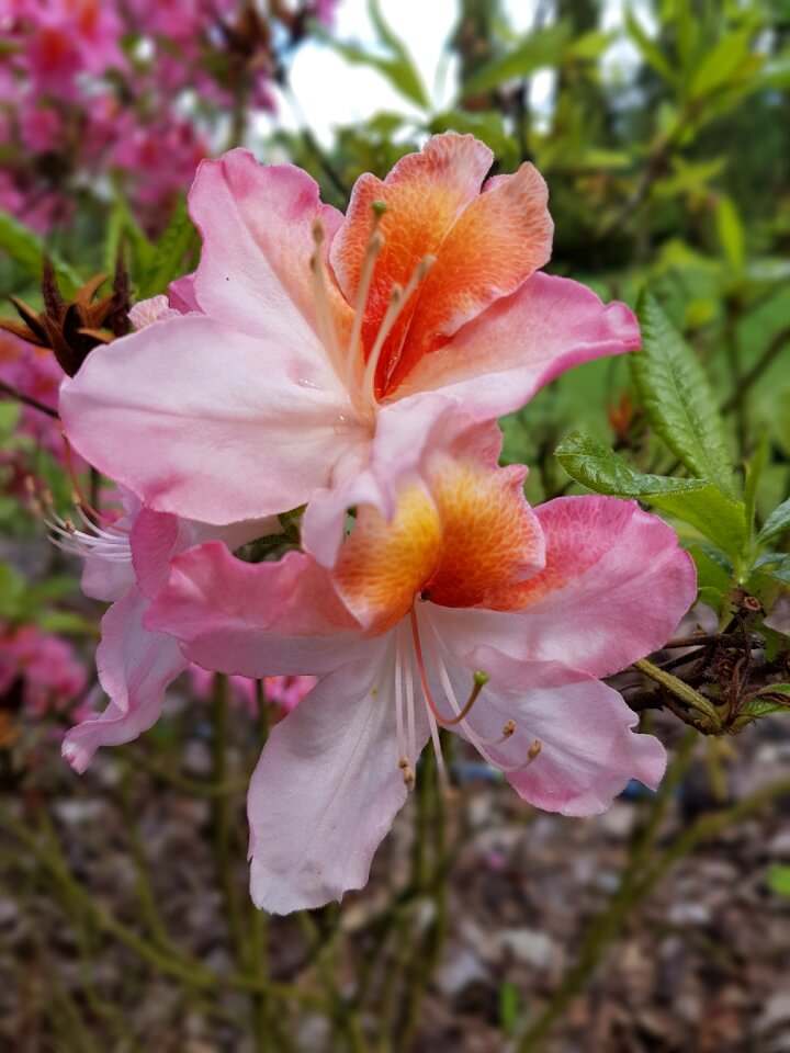 Spring pink azaleas