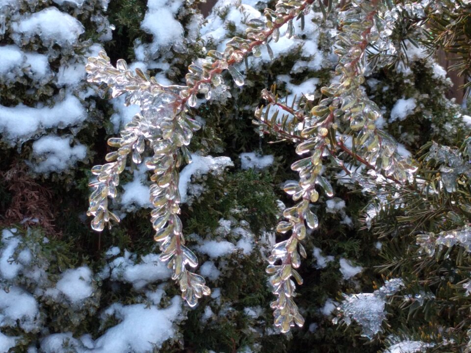 Rain freezing forest