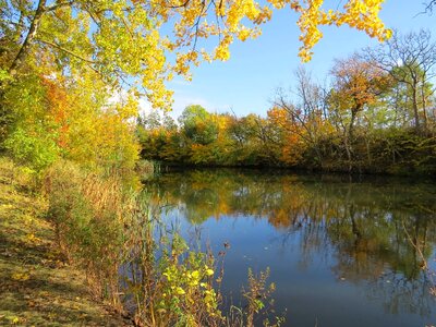 Tree sweden water courses photo