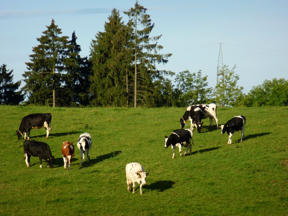 Graze mountains cow