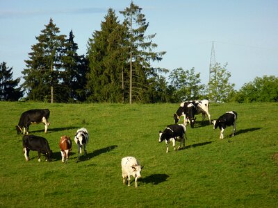 Graze mountains cow