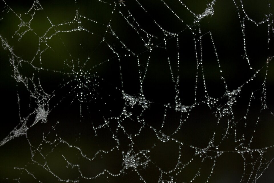 Spider web dew drops