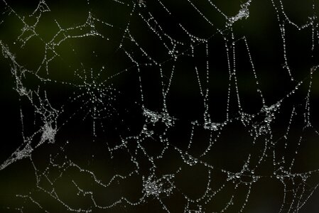 Spider web dew drops photo