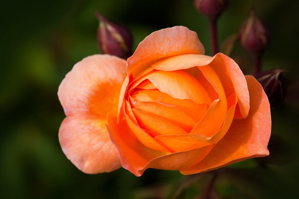 Composites flowers bud