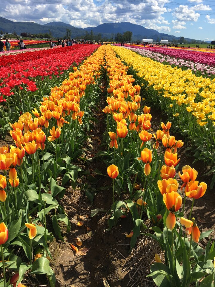 Tulips field
