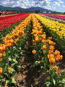 Tulips field