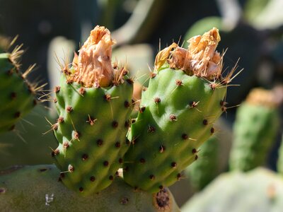 Nature mediterranean fruit