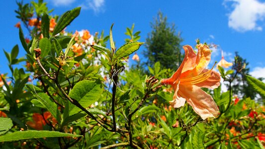 Rhododendron garden nature