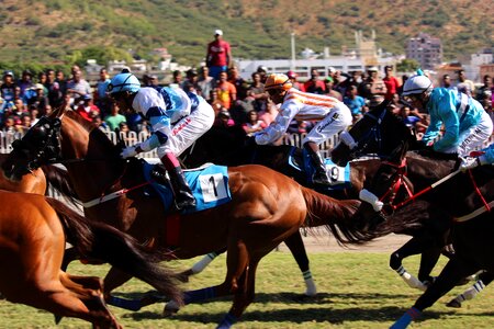Horse horse racing champ