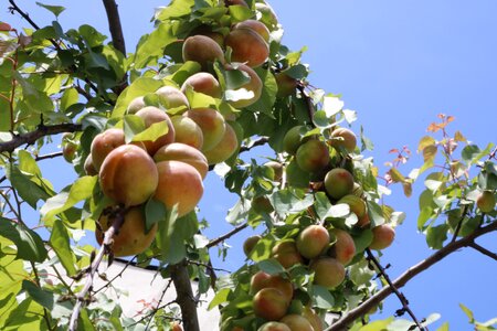Apricot tree fruit photo