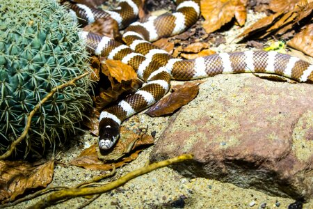 Wild reptile nature