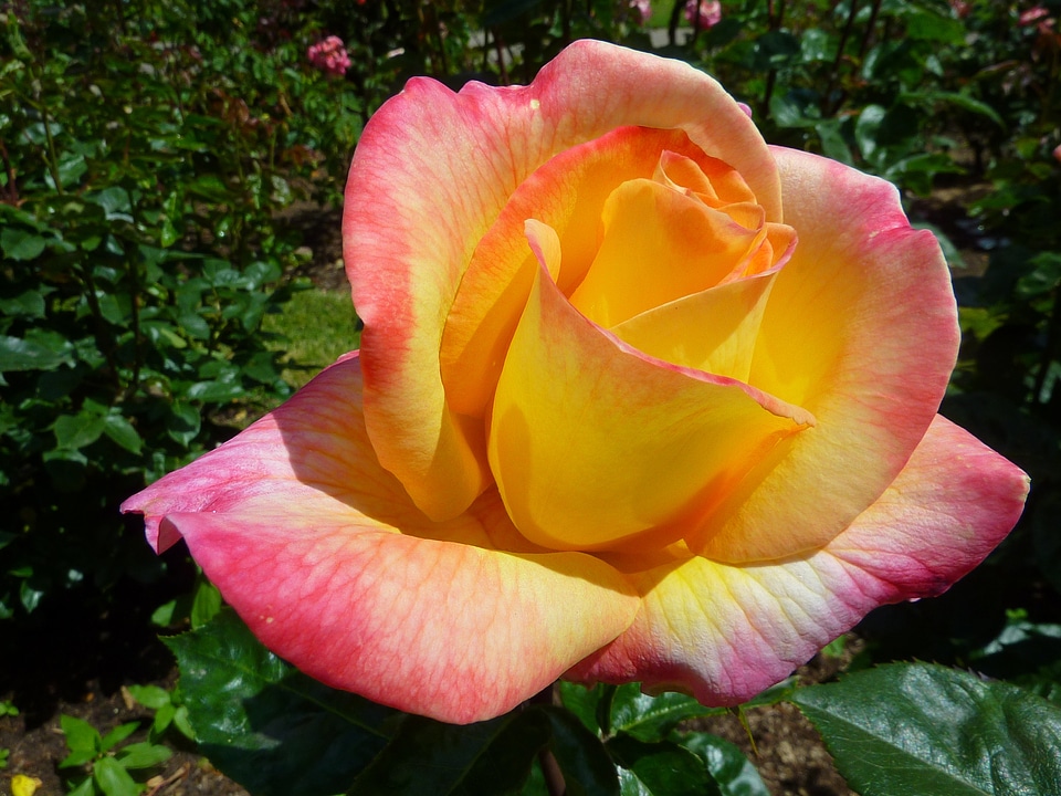 Flower nature macro