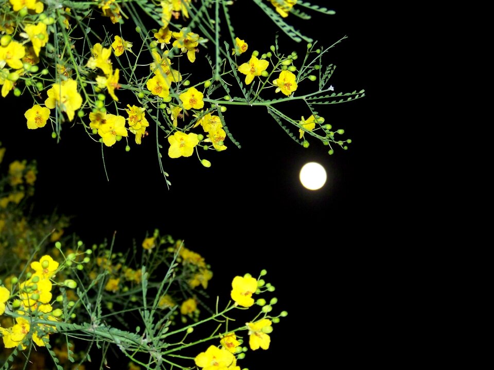 Night sky contrast