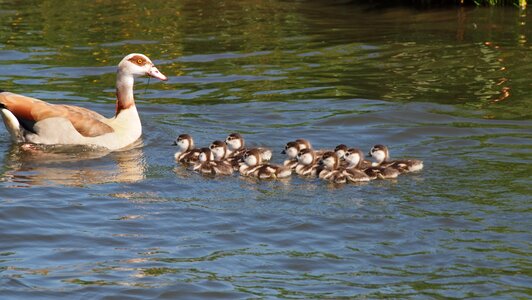 Chicken water nature