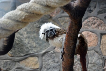 äffchen zoo mammal