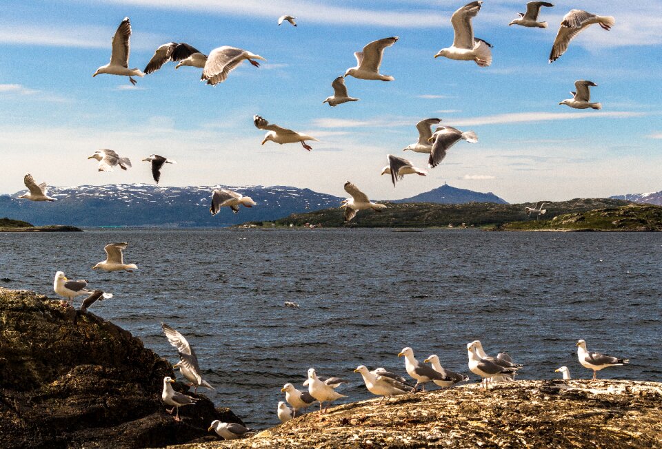 Norway the nature of the water photo