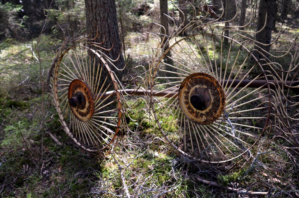 Forest eyes shadow