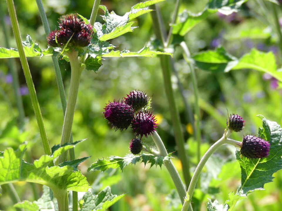 Thistle purple plant