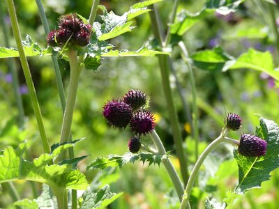 Thistle purple plant