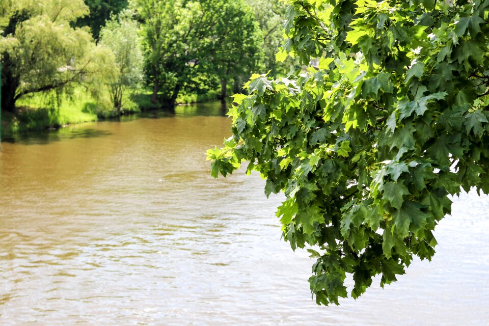 Nature water forest