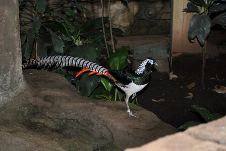 Bird pheasant plumage
