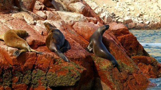 Islands ballestas peru