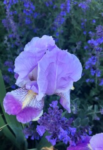 Purple flower plant