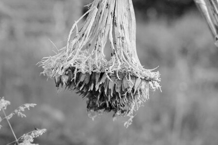 Seeds sorrow gray sunflower