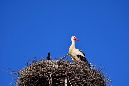 Nest rattle stork plumage