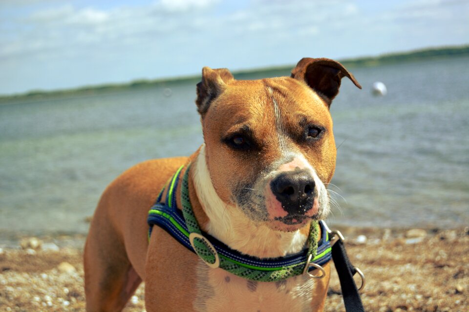American staffordshire pitbull water