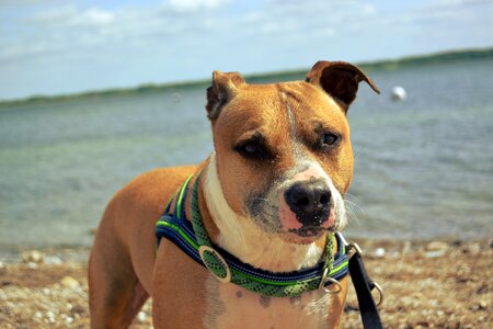 American staffordshire pitbull water