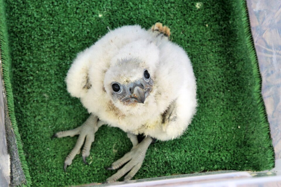 Chick falcon animal