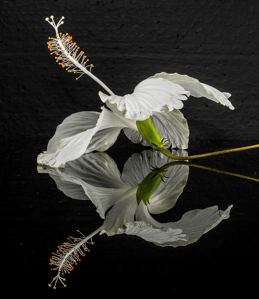 Flower white marshmallow